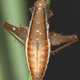 Illustration for article titled Eek, Jumping Cockroaches Can Cover More than 50 Times Their Body Length in a Single Leap